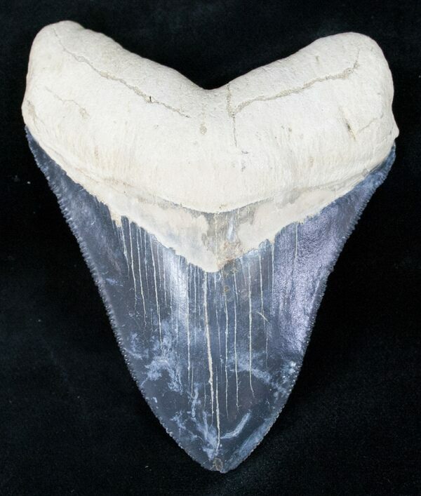 A fossil Megalodon tooth from Florida showing this phenomenon where minerals leached from the more porous root after fossilization leaving it a different color than the crown.
